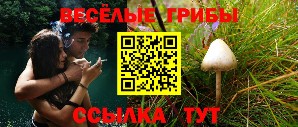Псилоцибиновые грибы мухоморы  Псилоцибиновые грибы Psilocybe  Знаменск  Вход с VPN 